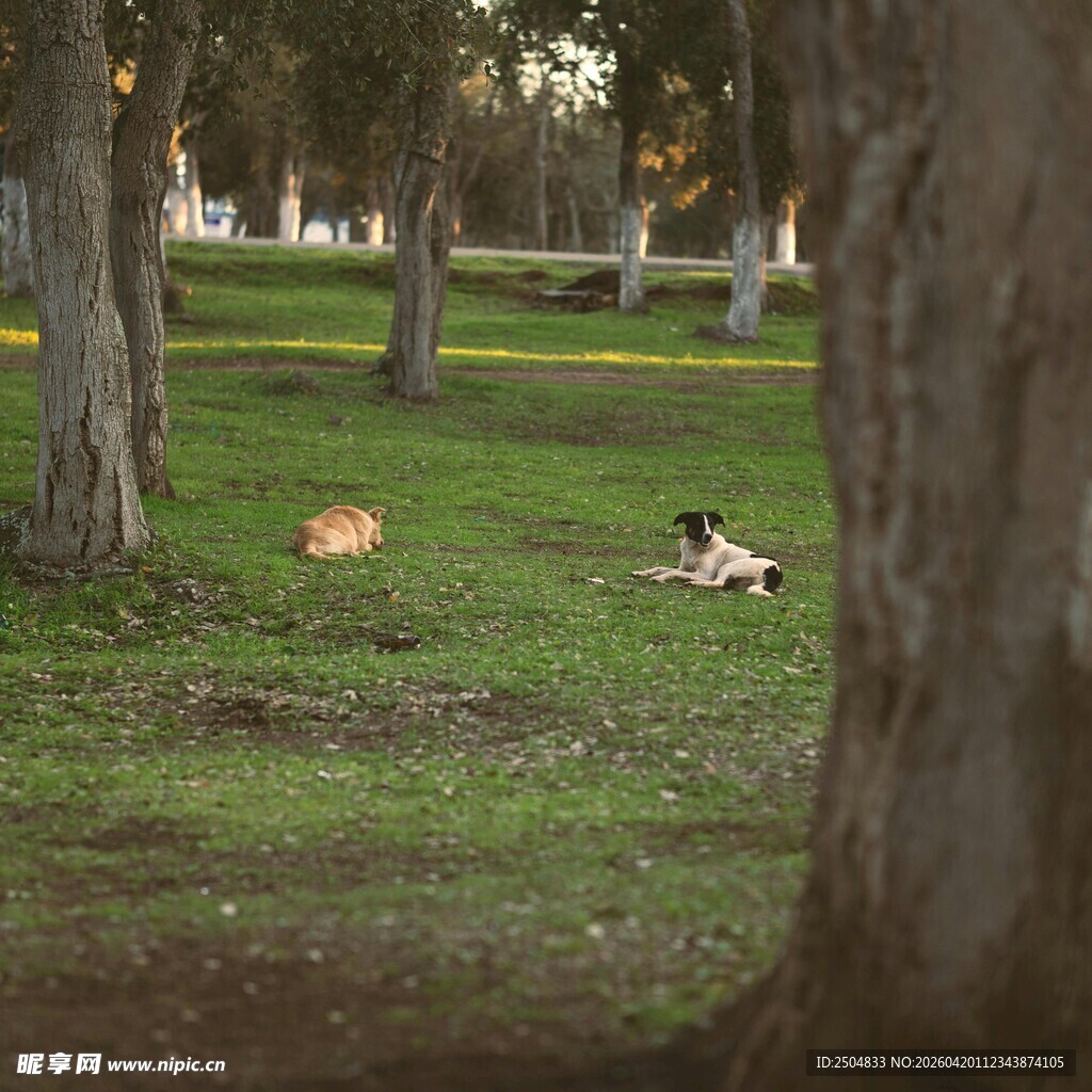 公园草地休憩的悠闲场景