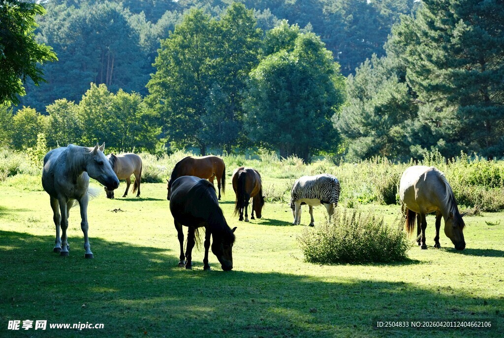 草原上悠然吃草的马群