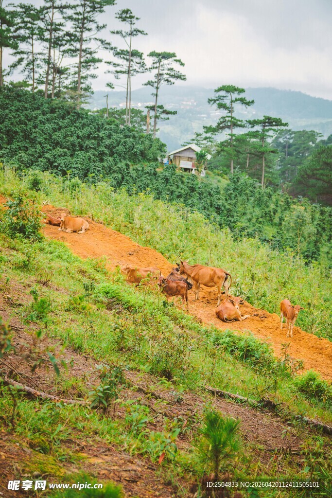 山间绿意中的橙黄路径