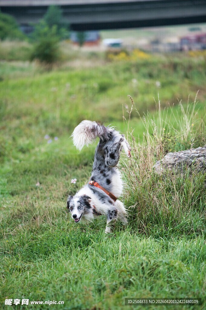 草地上玩耍的可爱宠物狗