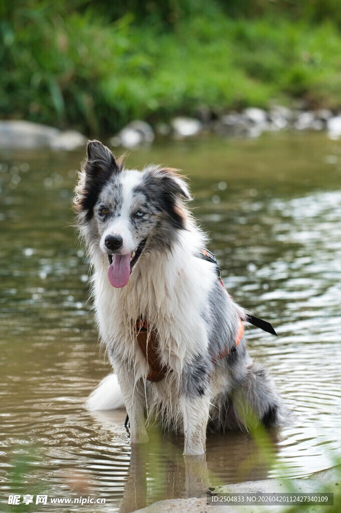 边牧在浅水中嬉戏