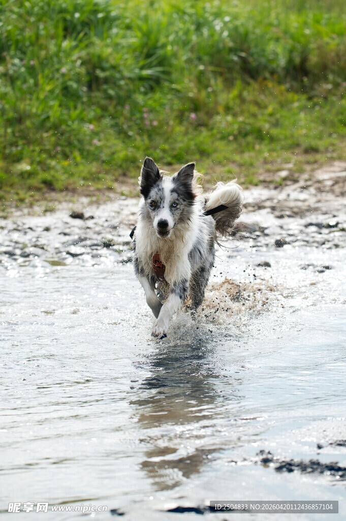 边牧在浅水中欢快奔跑