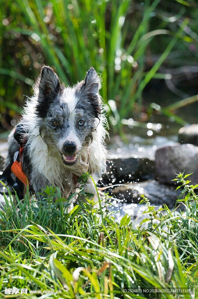 溪边嬉戏的可爱边牧犬