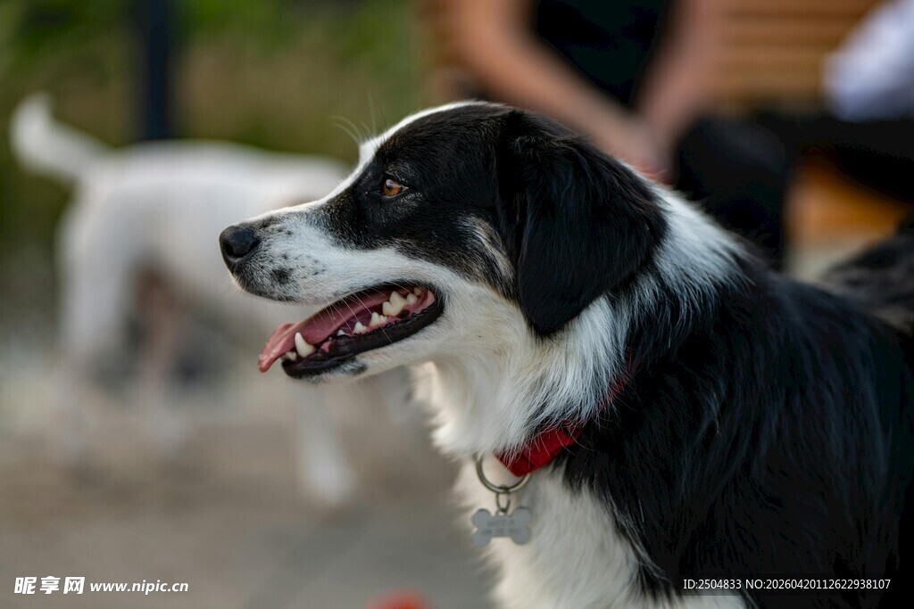 黑白边牧张嘴露齿