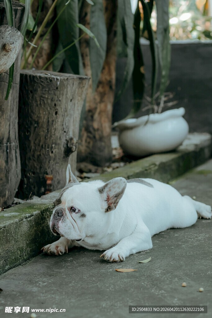 趴着休息的白色斗牛犬