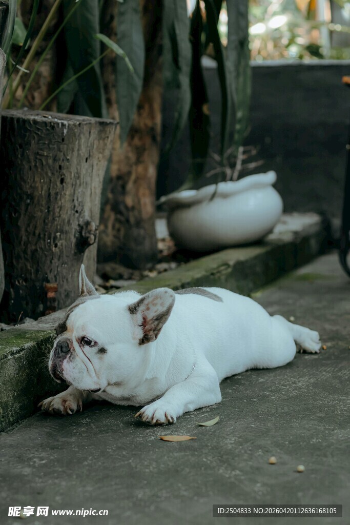 趴着休息的白色斗牛犬
