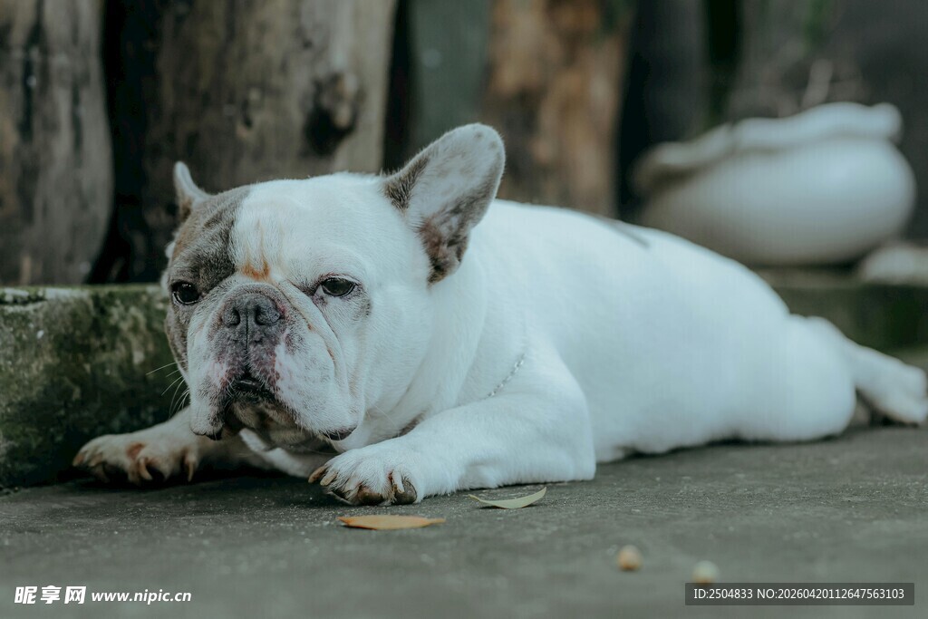 趴着的白色法国斗牛犬