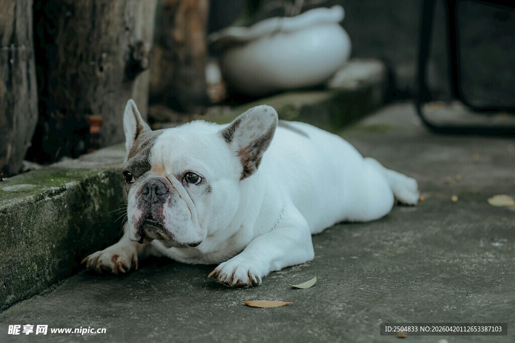 趴着的可爱白色法国斗牛犬
