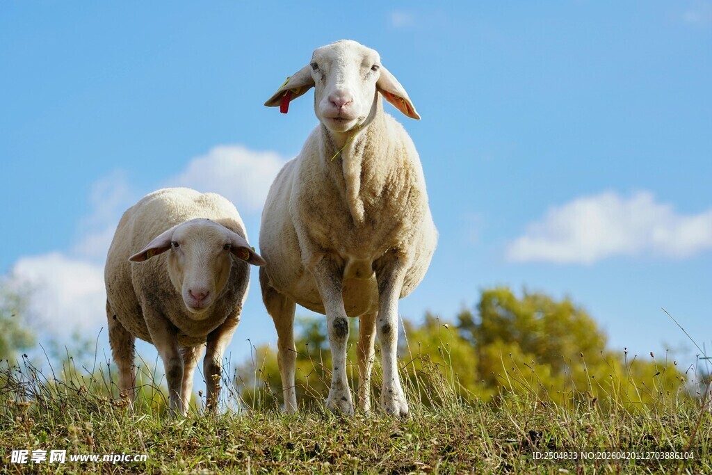 草原上的两只温顺绵羊