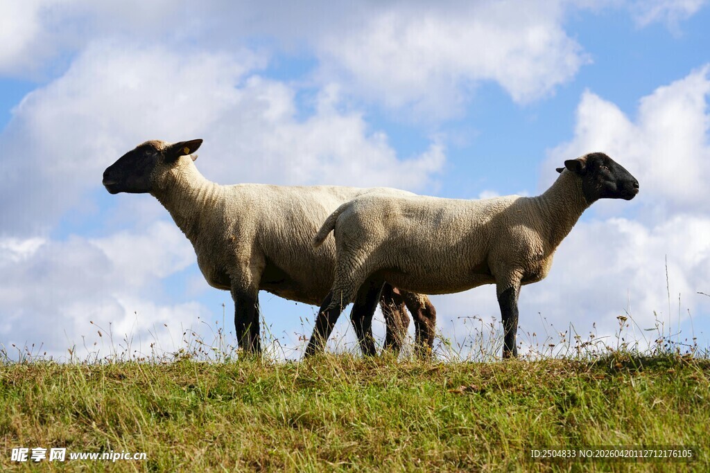 草原上的两只绵羊