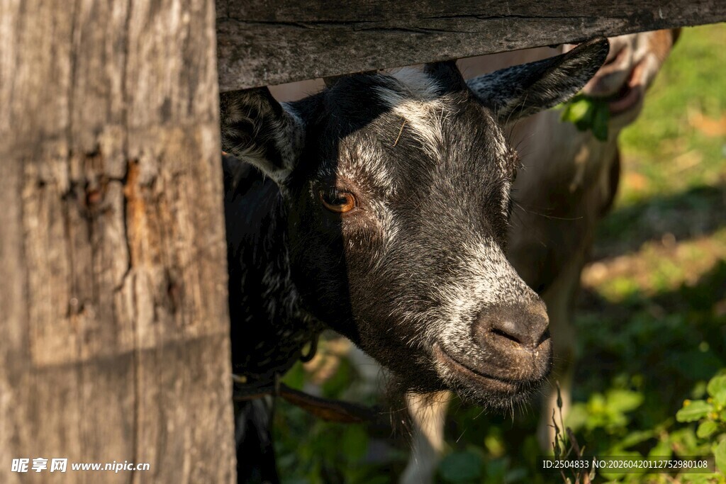木栏后探头的黑山羊