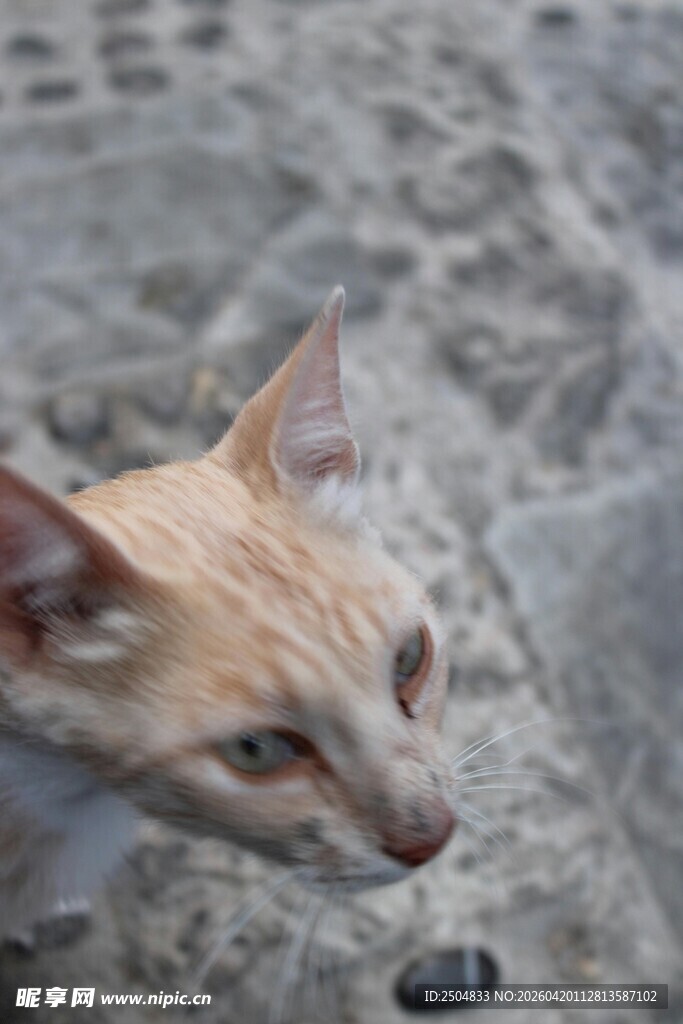低头嗅物的浅色猫咪