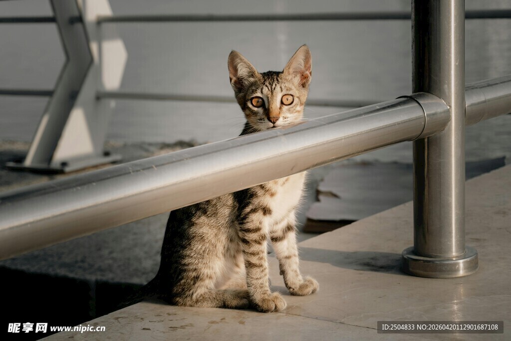 栏杆旁的可爱小猫咪