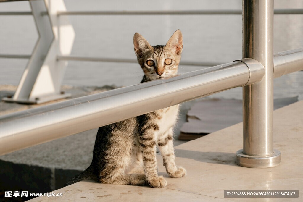 小猫独坐栏杆旁