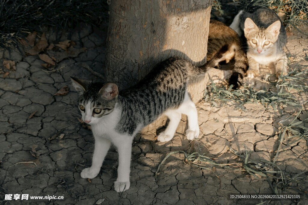 墙边的几只可爱猫咪