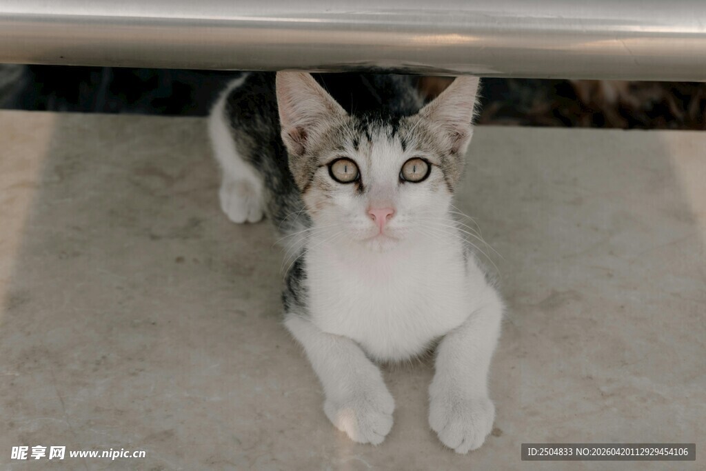 可爱黑白小猫抬头望