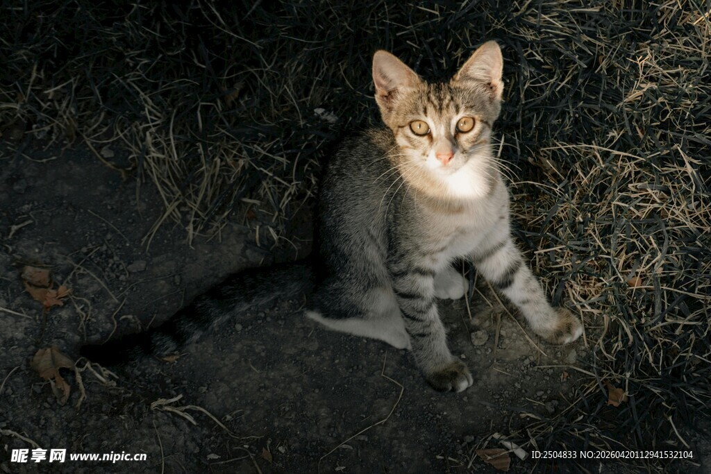 黑夜中的可爱猫咪