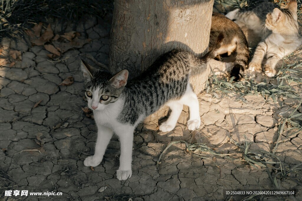 户外嬉戏的可爱猫咪