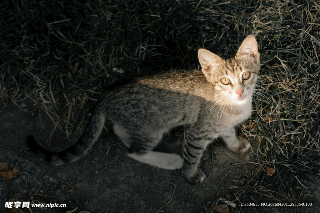 蹲坐的小猫