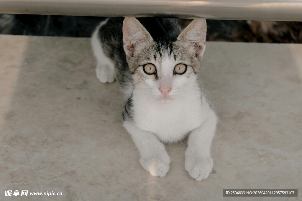 可爱小猫咪抬头望镜头