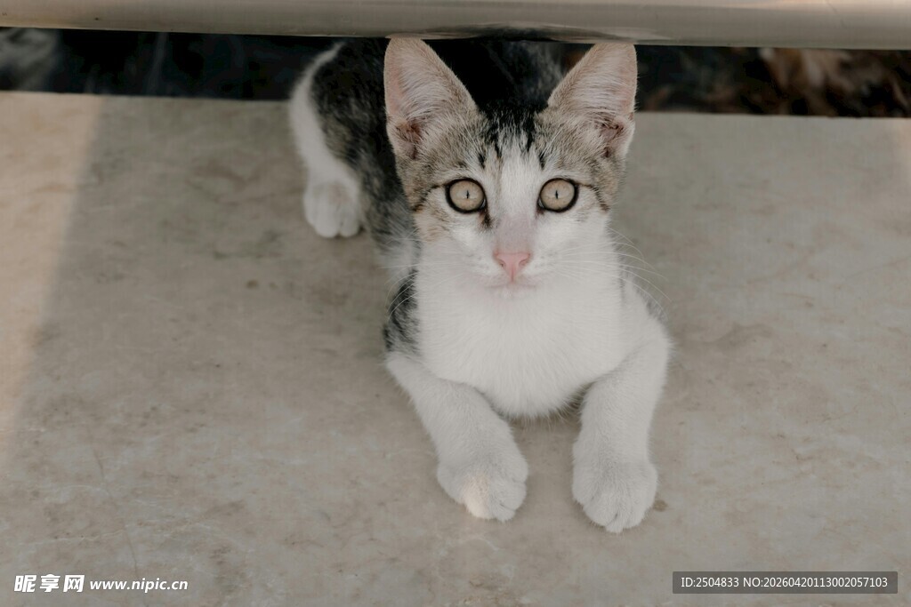 可爱小猫咪抬头望镜头