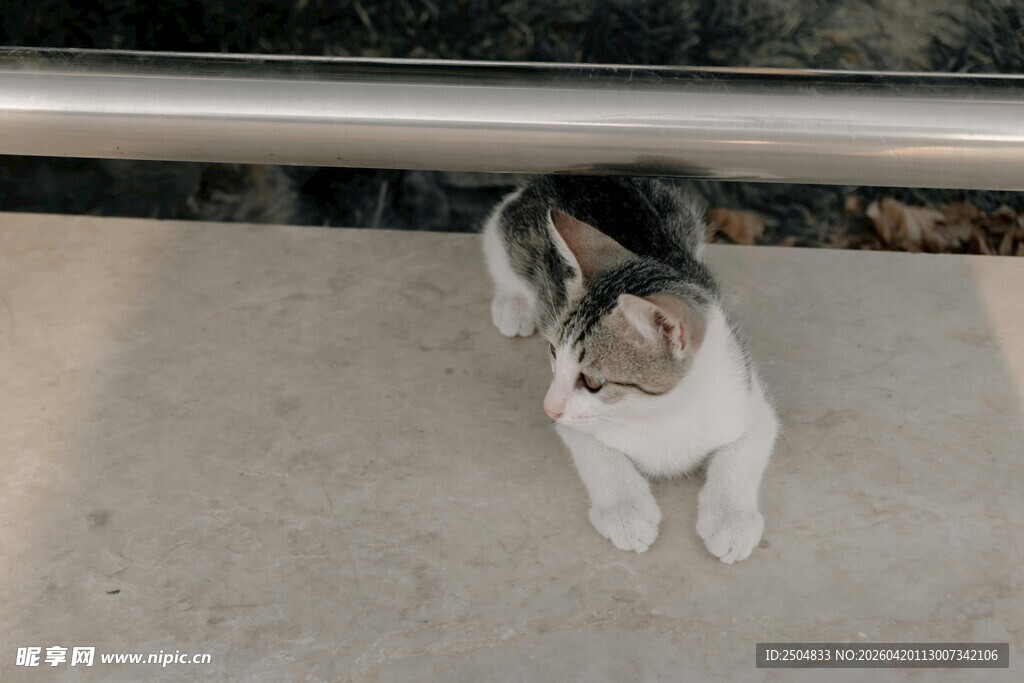 可爱猫咪蹲坐