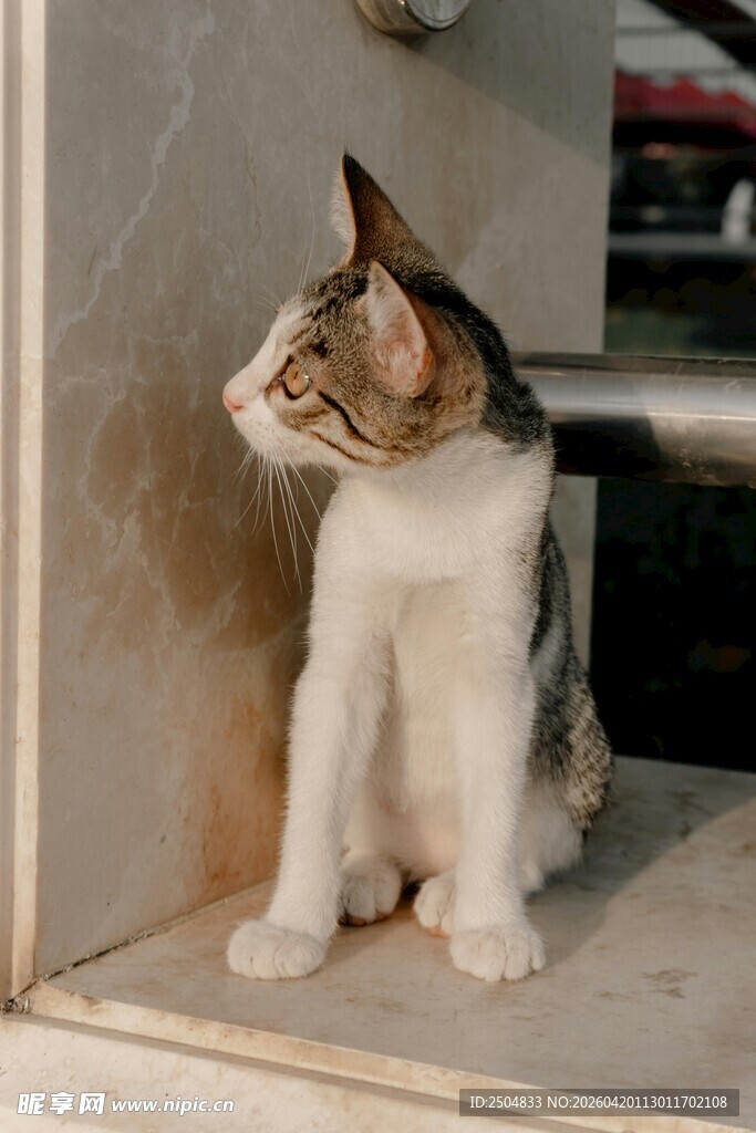 窗边可爱猫咪侧身回望