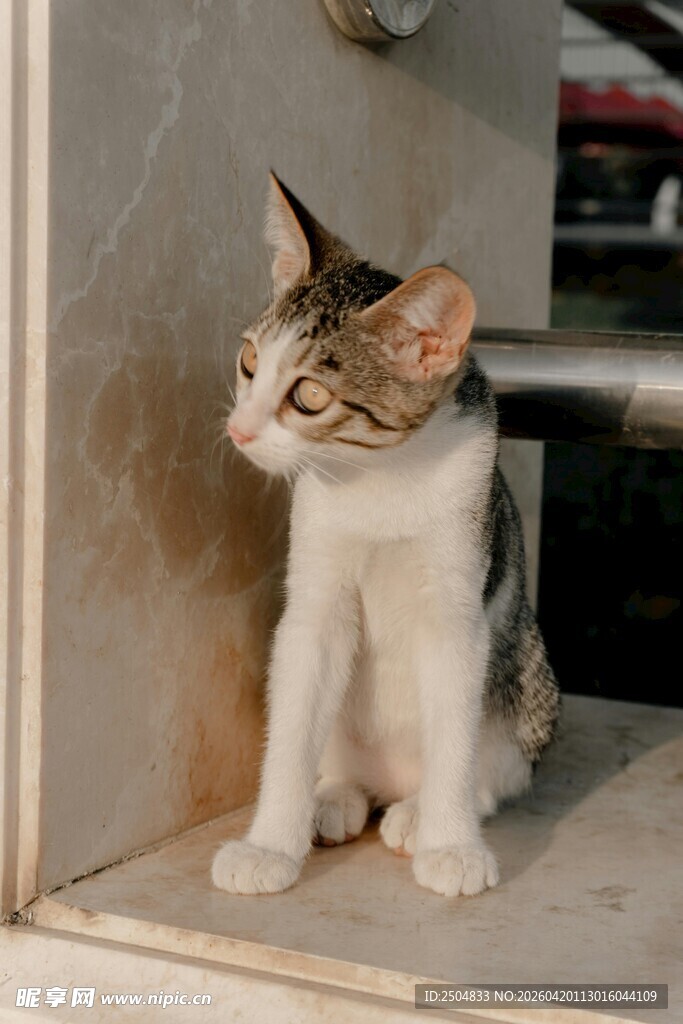 门边可爱猫咪扭头张望