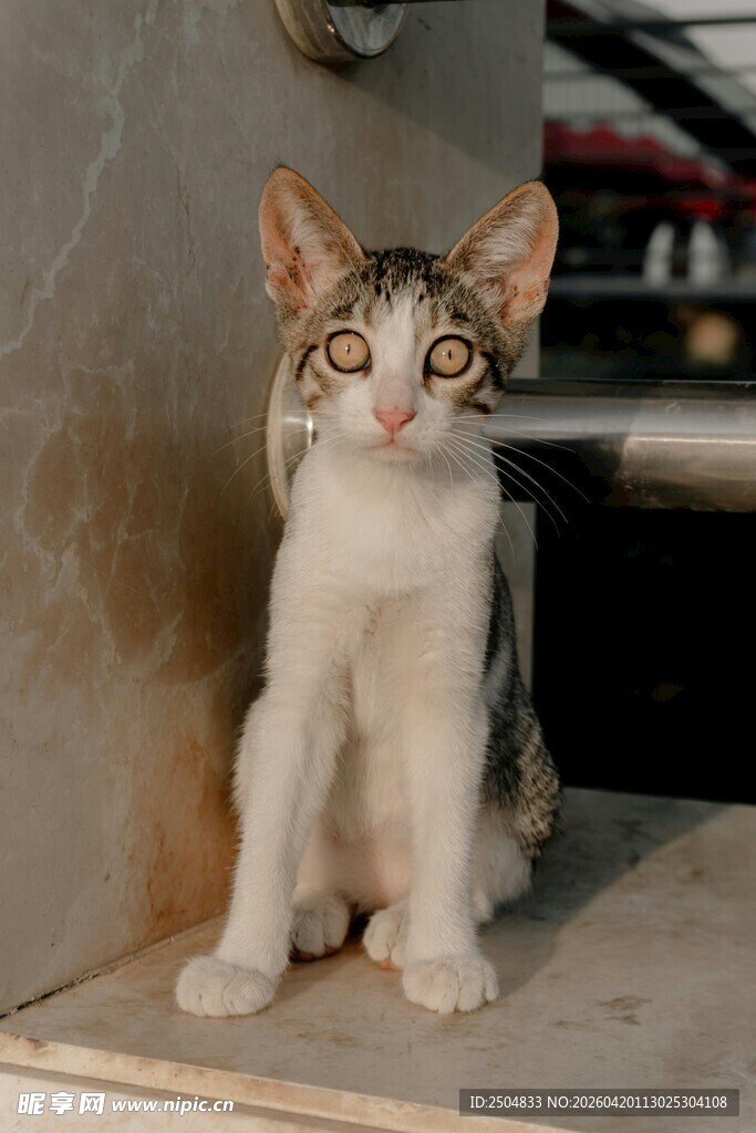 可爱猫咪蹲坐瞧向镜头