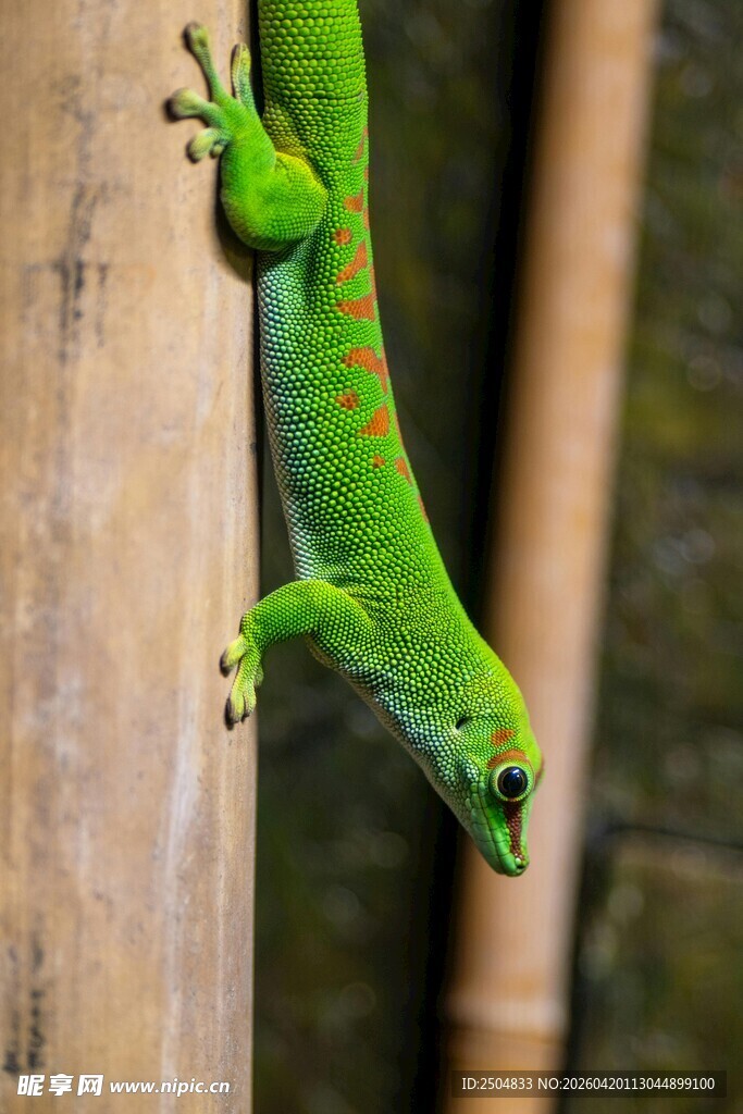 绿色壁虎攀附于木杆上