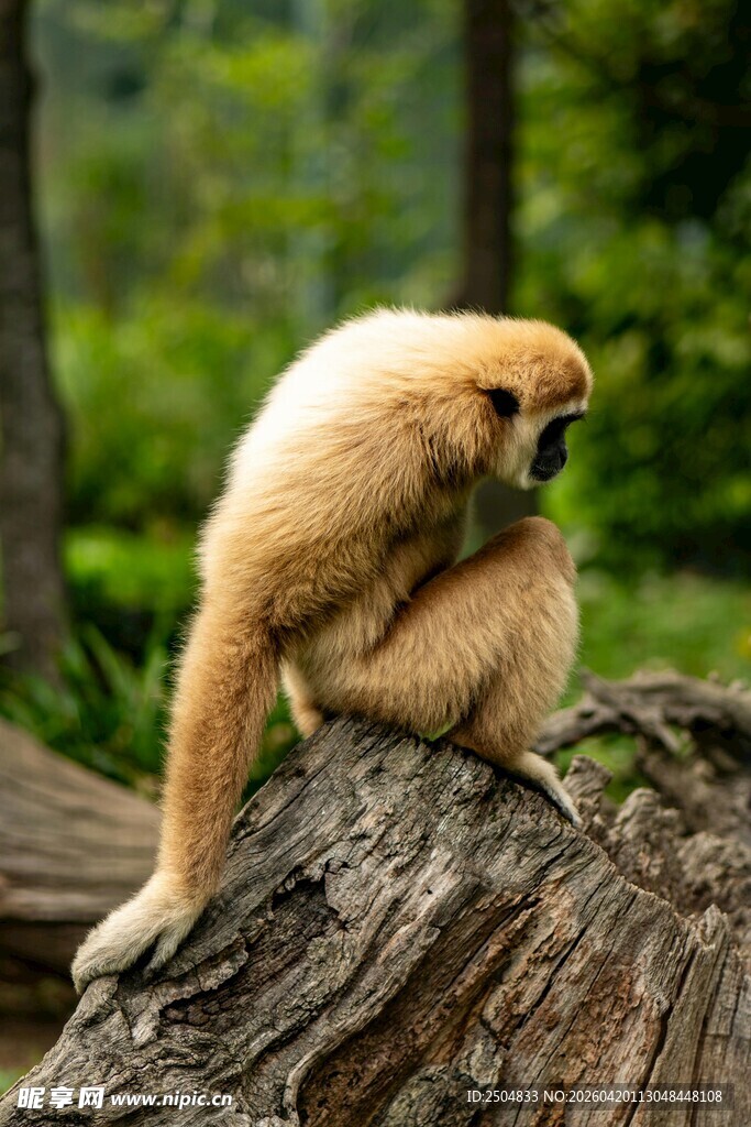 树桩上的金黄长臂猿