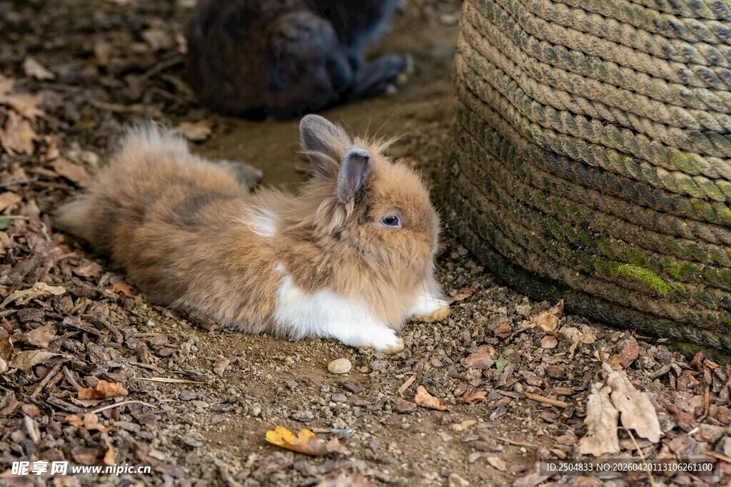 可爱棕毛兔子户外休憩