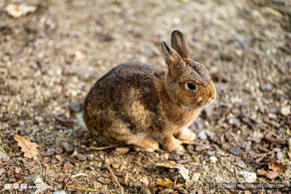 野外蹲坐的棕色小兔子