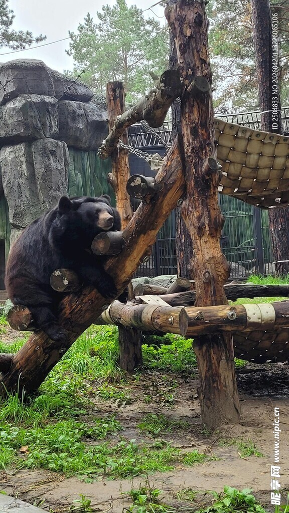 黑熊在木架上休憩