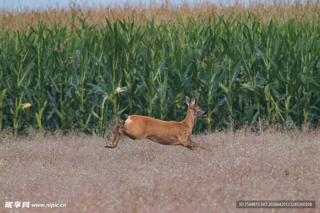 田野中奔跑的小鹿