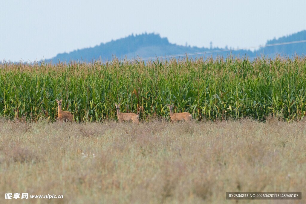 田野中的玉米地与远山