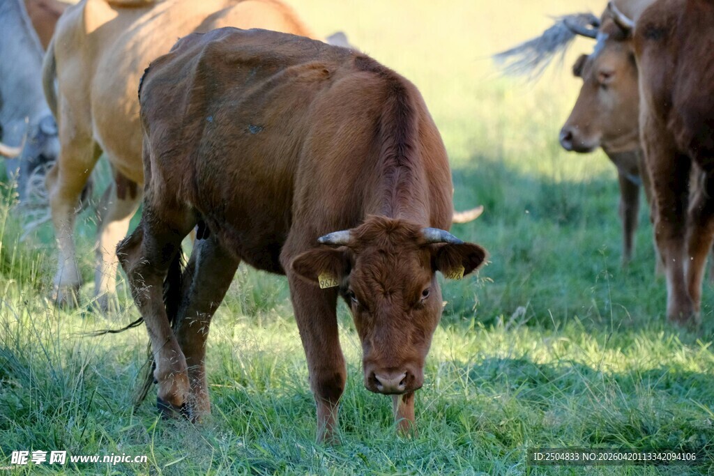 草地上的几头壮硕耕牛