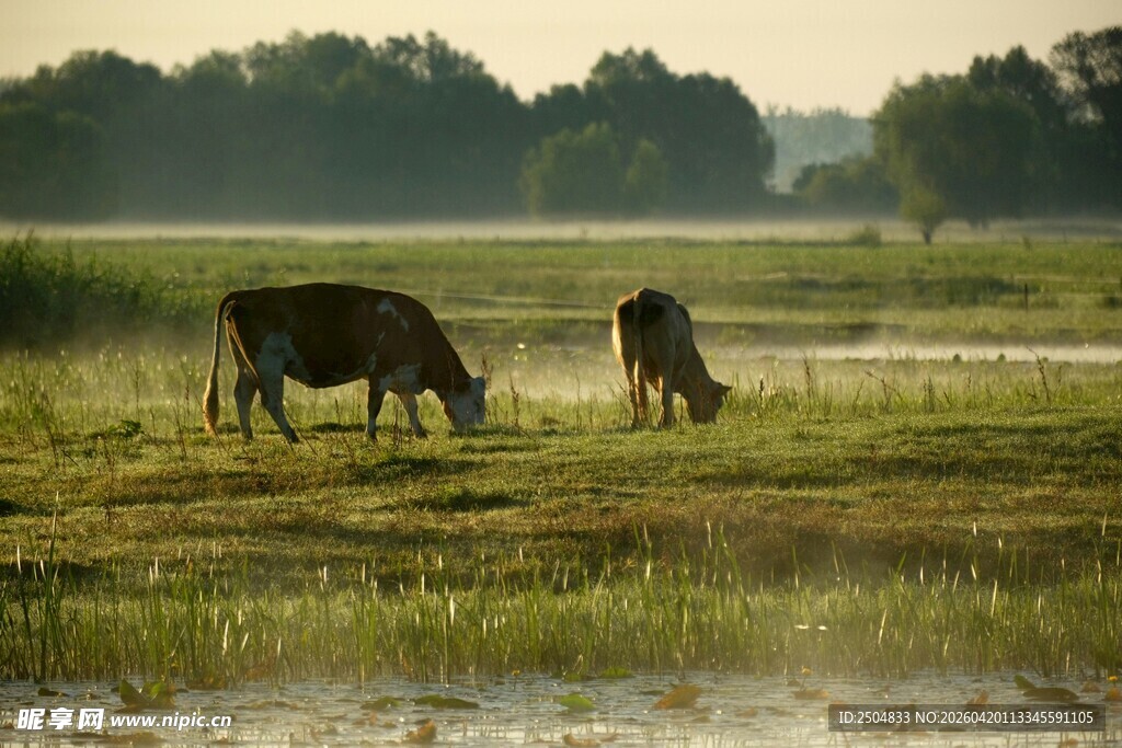 田园牧歌 牛在晨光中觅食