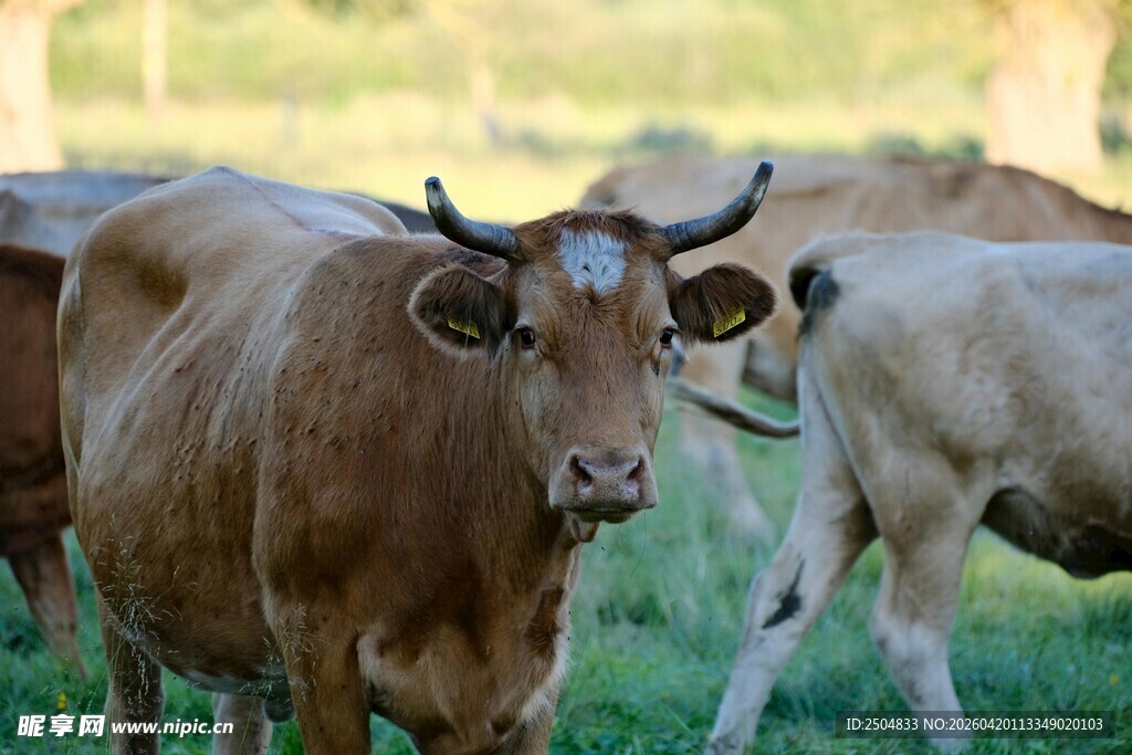 牧场上的多头牛