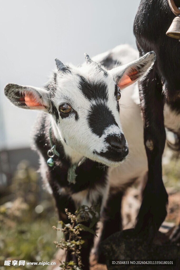 黑白花小牛与成年牛