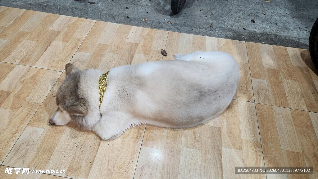 木地板上安睡的可爱猫咪