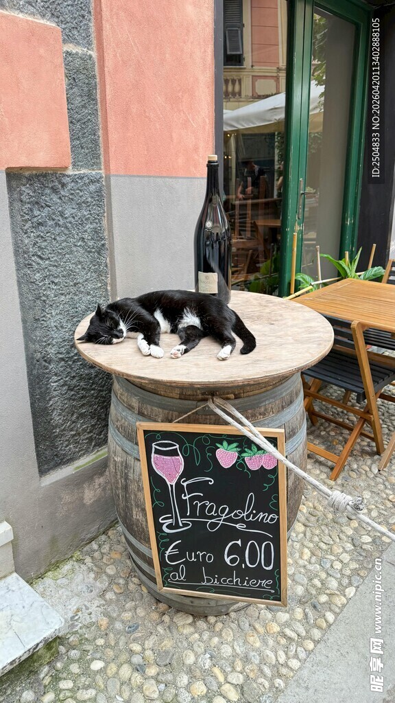 可爱猫咪趴桌上