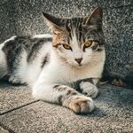 慵懒猫咪惬意趴卧