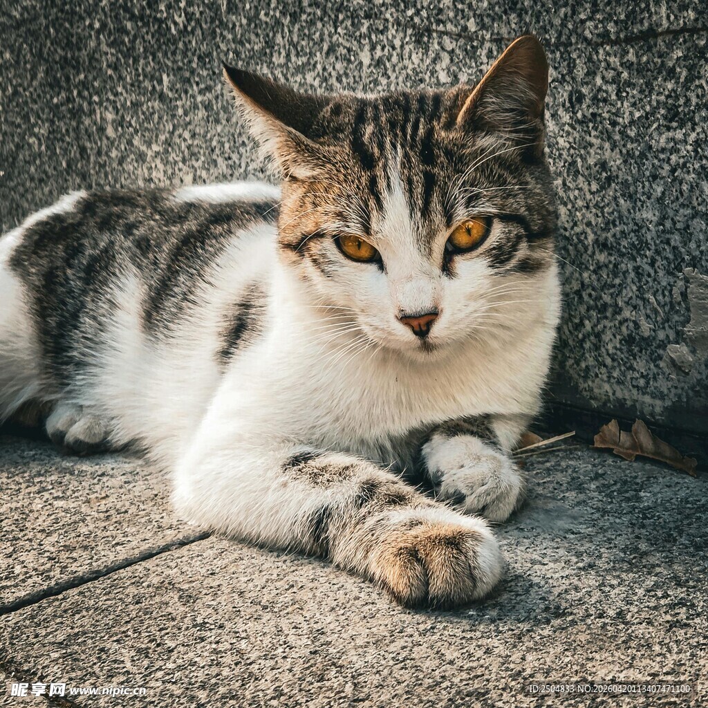 慵懒猫咪惬意趴卧