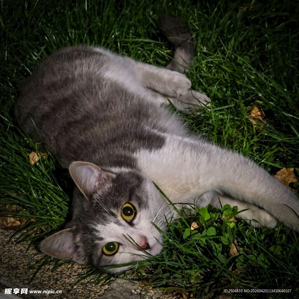 草地上惬意躺卧的猫咪