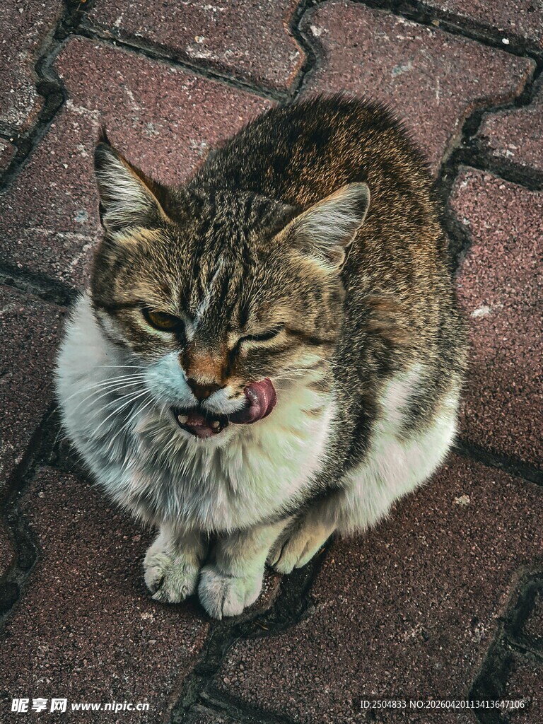 蹲坐的可爱花猫