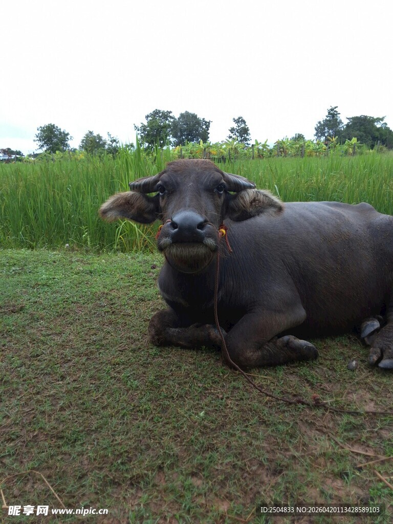 草地上休憩的水牛