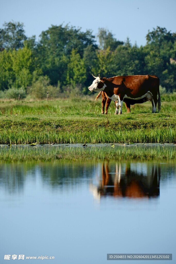 湖畔牛群 自然风光如画