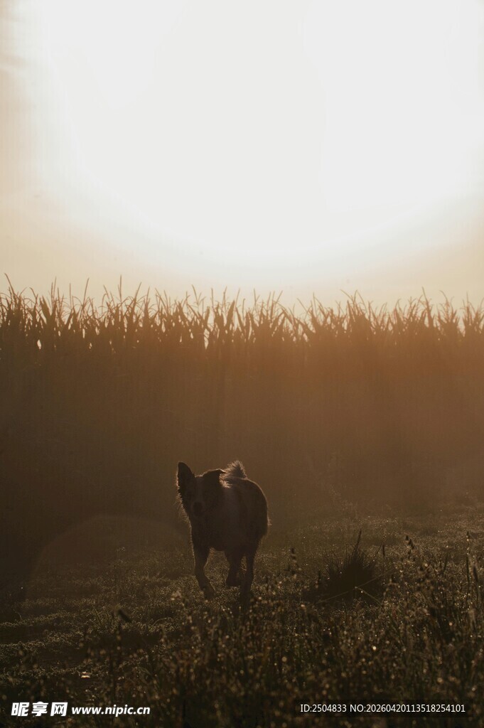 夕阳下田野中的骑马者