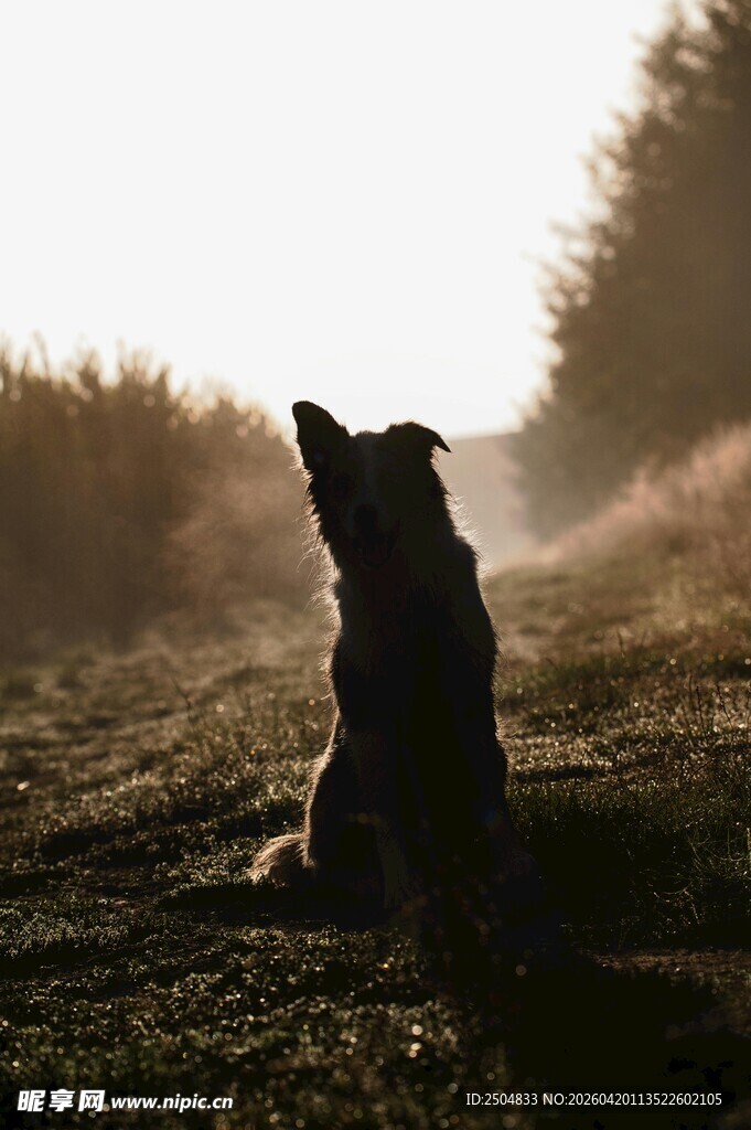 夕阳下独坐的狗狗